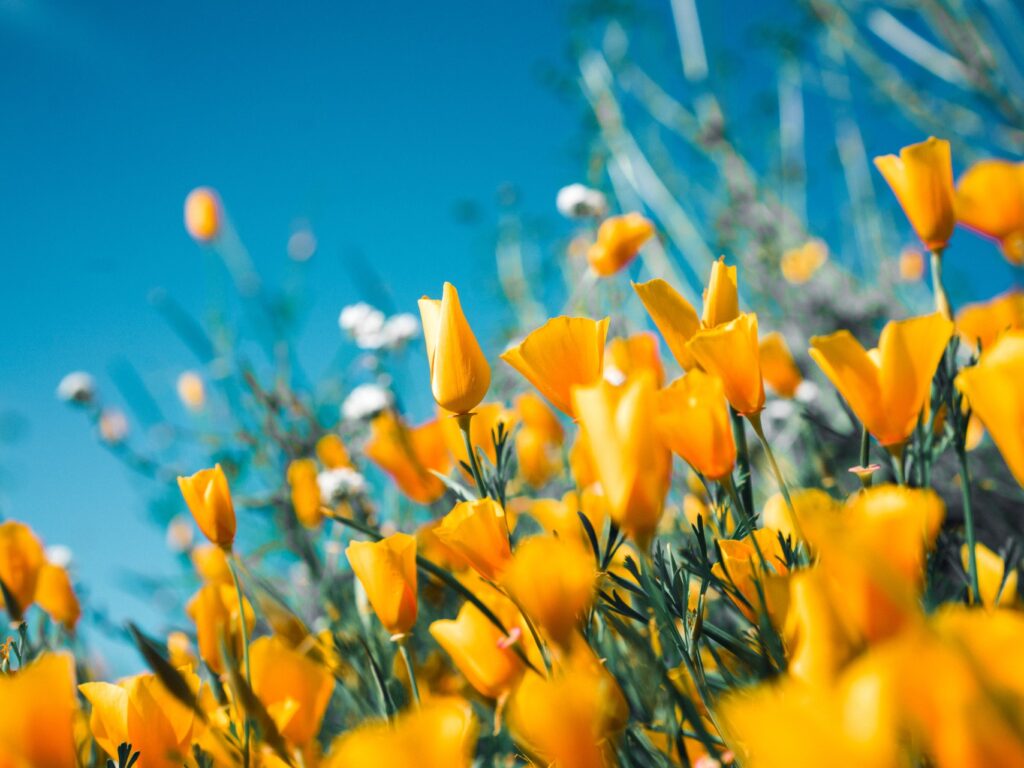 An image of yellow garden flowers to represent homebuyers increasingly looking towards garden space as a priority.